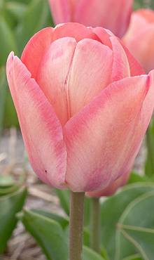 TULIPA APRICOT PRIDE