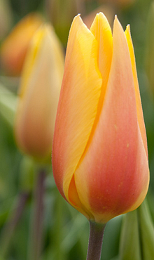 TULIPA BLUSHING LADY