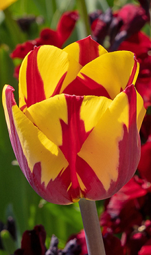 TULIPA HELMAR