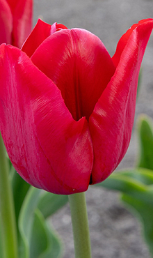 TULIPA ILE DE FRANCE