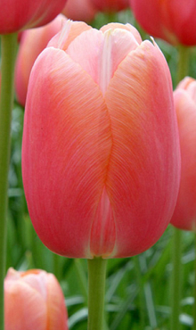 TULIPA MENTON