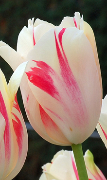 TULIPA SORBET