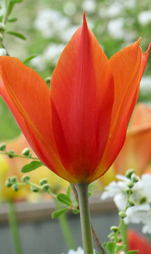 TULIPA BALLERINA