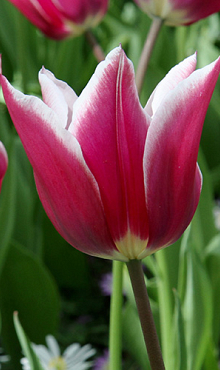 TULIPA CLAUDIA
