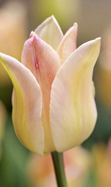 TULIPA ELEGANT LADY