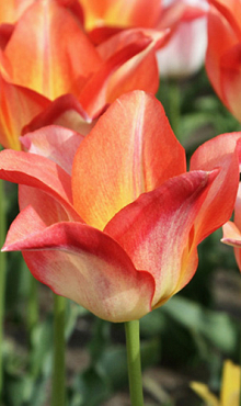 TULIPA MOONBLUSH