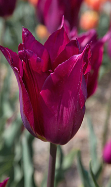 TULIPA PURPLE HEART