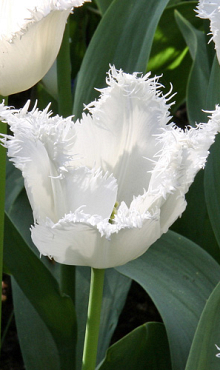 TULIPA HONEYMOON