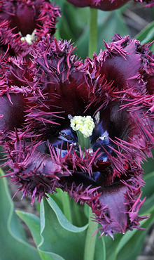 TULIPA LABRADOR