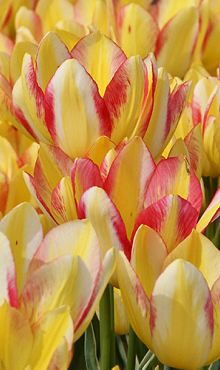 TULIPA ANTOINETTE