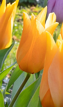 TULIPA PRAESTANS SHOGUN