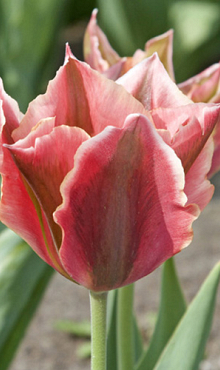 TULIPA ARTIST