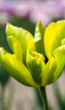 TULIPA FORMOSA