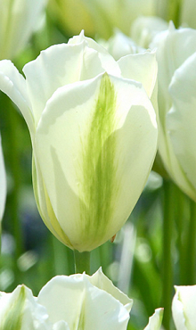 TULIPA SPRING GREEN