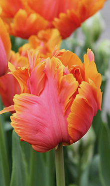 TULIPA AMAZING PARROT