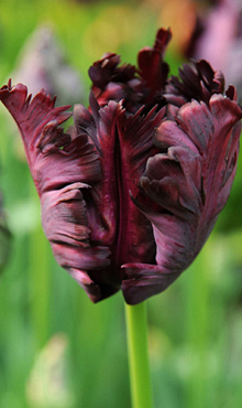 TULIPA BLACK PARROT