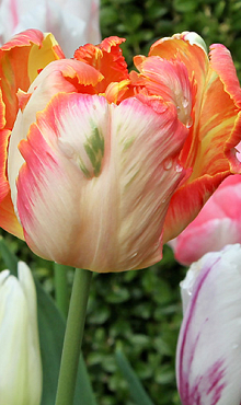 TULIPA PARROT KING