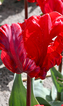 TULIPA ROCOCO