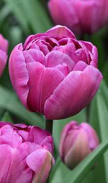 TULIPA BLUE DIAMOND