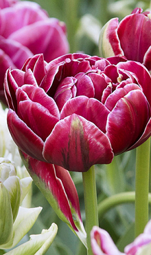 TULIPA DREAM TOUCH