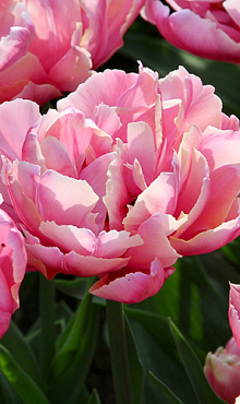 TULIPA PINK STAR