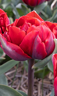 TULIPA RED PRINCESS