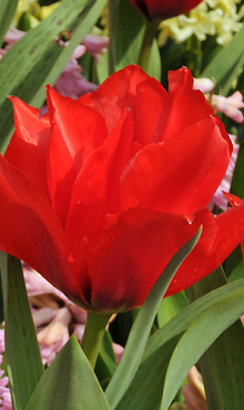 TULIPA ROODKAPJE DUBBEL
