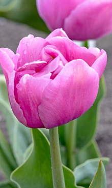 TULIPA TABLEDANCE