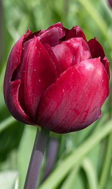 TULIPA UNCLE TOM