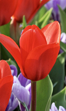 TULIPA SHOWWINNER