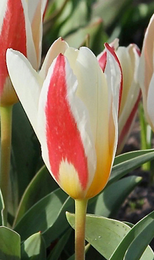 TULIPA THE FIRST