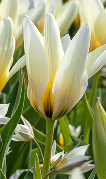 TULIPA CONCERTO