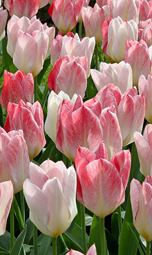 TULIPA FLAMING PURISSIMA