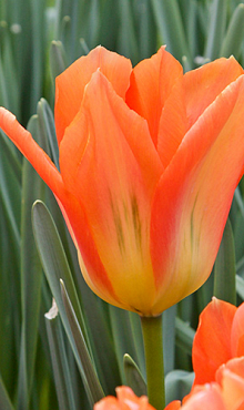 TULIPA ORANGE EMPEROR