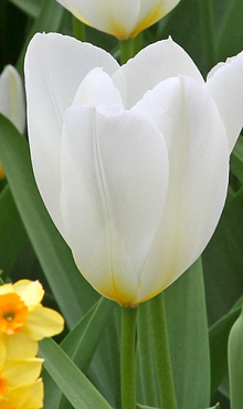 TULIPA PURISSIMA