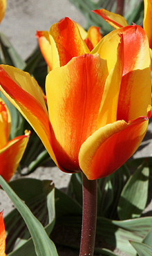 TULIPA CAPE COD