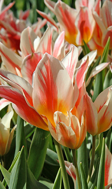 TULIPA QUEBEC