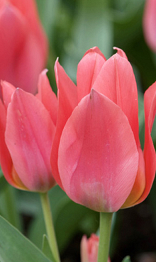 TULIPA TORONTO