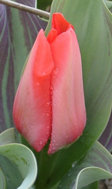 TULIPA TRAUTTMANSDORFF