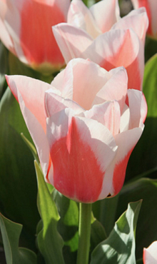 TULIPA WILLEM VAN DEN AKKER