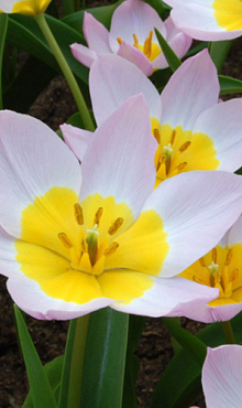 TULIPA BAKERI LILAC WONDER