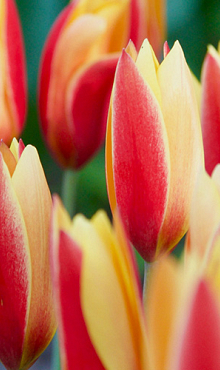 TULIPA CHRYSANTHA TUBERGEN'S GEM