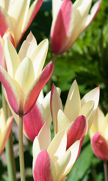 TULIPA CLUSIANA CYNTHIA