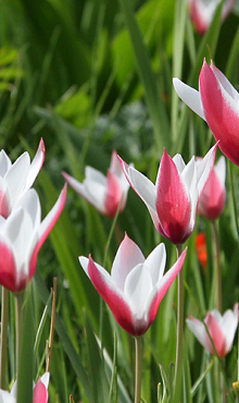 TULIPA CLUSIANA PEPPERMINTSTICK