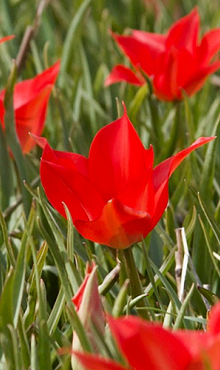 TULIPA LINIFOLIA