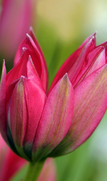 TULIPA LITTLE BEAUTY