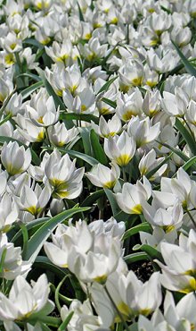 TULIPA POLYCHROMA