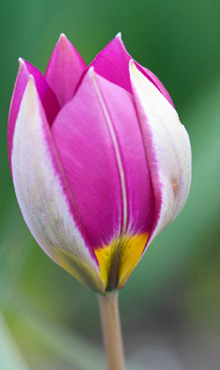 TULIPA PULCHELLA PERSIAN PEARL