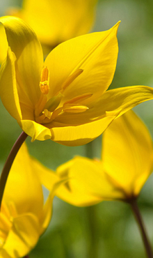 TULIPA SYLVESTRIS            