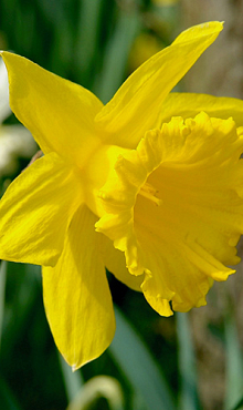 NARCISSUS GOLDEN HARVEST